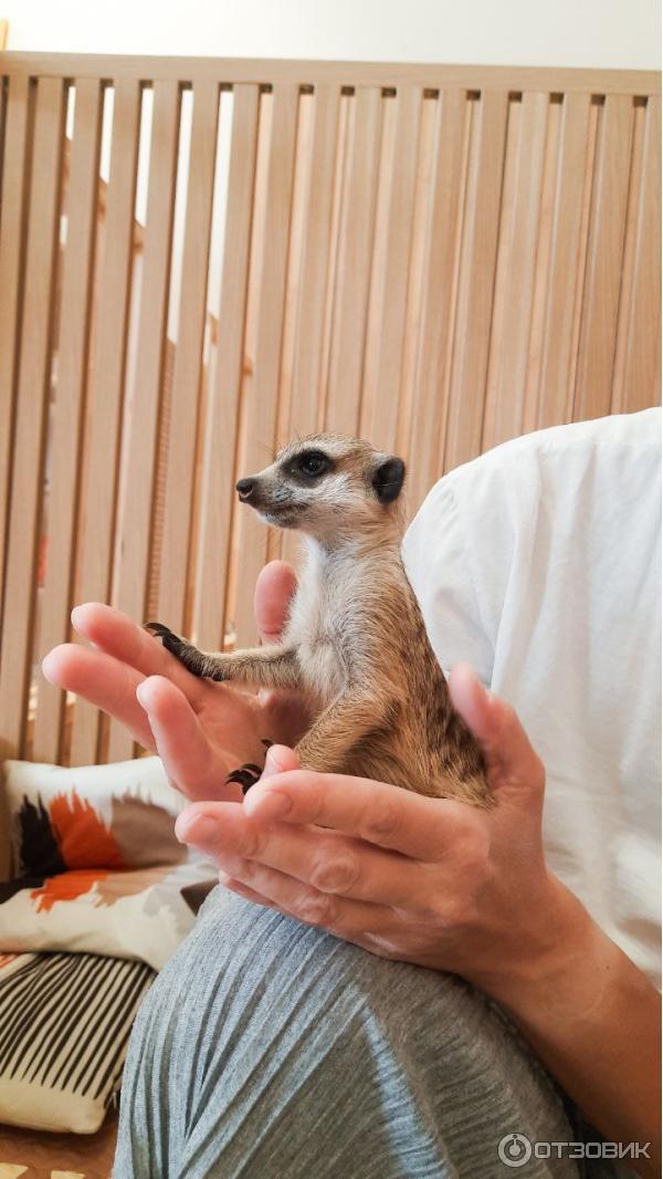 Антикафе Хата Суриката (Россия, Москва) фото