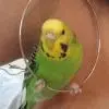 Шоколадная Вишня