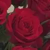 Stasia653