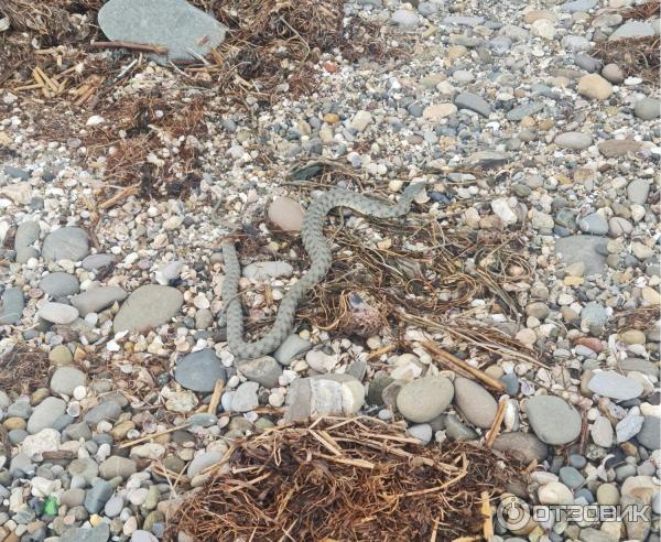 Уж морской.