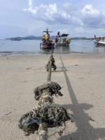 Пляж Банг Тао (Таиланд, Пхукет) фото