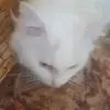 тихий88
