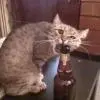 earlpitcher