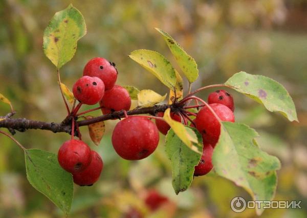 Экскурсия Город Чайковский, здравствуй (Россия, Пермский край)