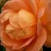 lin-35