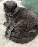 Сухой корм для кошек Premier фото