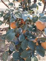 Авиакомания "Узбекские авиалинии" фото