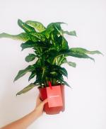 Флаувау - маркетплейс цветов и подарков фото