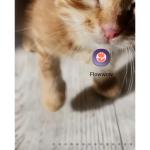 Флаувау - маркетплейс цветов и подарков фото